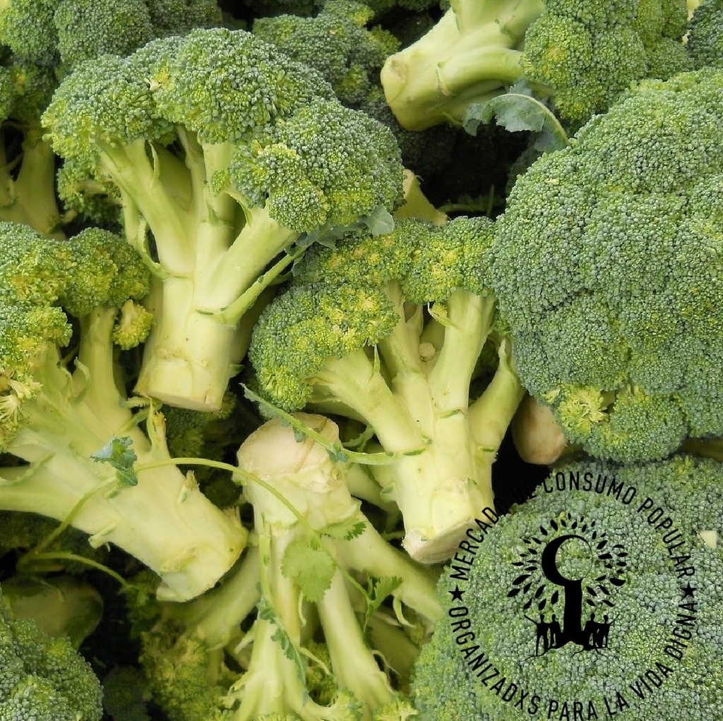 BROCOLI  AGROECOLOGICO 1KG -ALTARED- BUENAS RAICES