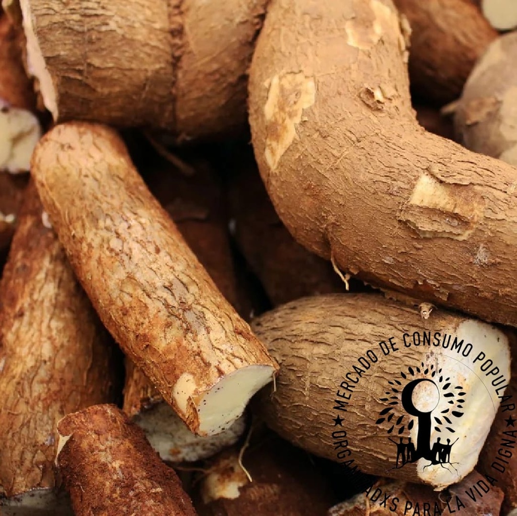 MANDIOCA  FRESCA  AGROECOLOGICA -ALTA RED- COLONOS UNIDOS